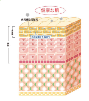 サクラム研究所,マイコクチュール,サクラン