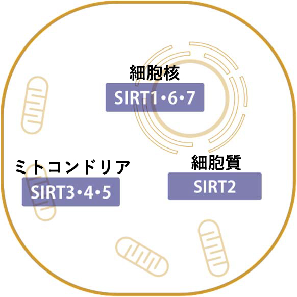 カリスマNMN 天使のテロメア 日本販売品 www.m-arteyculturavisual.com