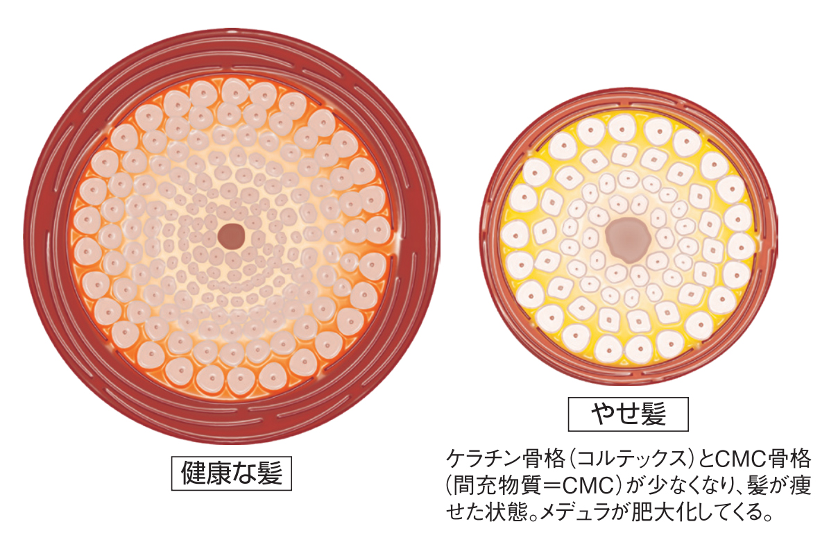 ダメージケアをけん引してきたベータレイヤーシリーズが熱ダメージからも髪を守れるリケラ トリートメントシリーズに進化 株式会社レボ Revo 美容ディーラー商社