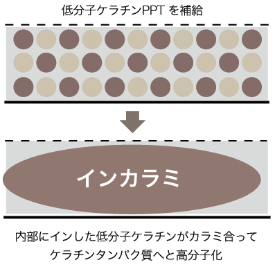 ｲﾝｶﾗﾐ